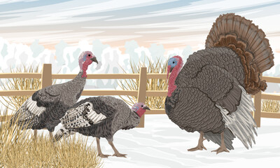 A flock of domestic turkeys on a winter field with a fence. Domestic and farm poultry in winter. Realistic vector landscape