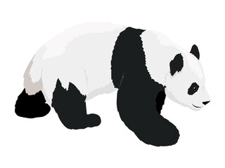 The giant panda. Wild Asian bear. realistic vector animal