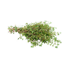 Organic thyme sprigs with detailed texture and fresh appearance on transparent background