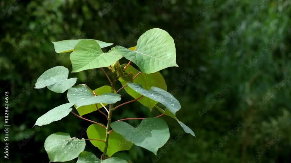 Poster close up of leaves swaying in the wind with bokeh background. ecology and environment concept. foota