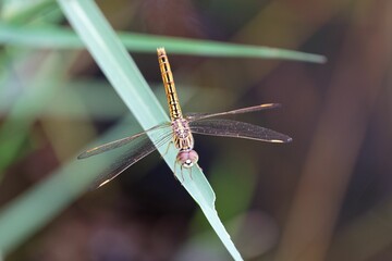 Dragonfly perched on a leaf