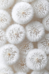 Texture lots of white fluffy dandelion flowers. Organic background.