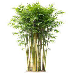 Bamboo tree isolated on white background