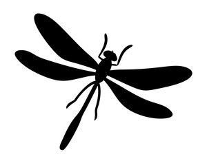 dragonfly on white background