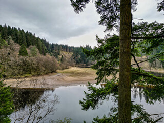 Scots Pine Tree with View Over Kielder Water and Forest Hills &ndash; Northumberland, UK