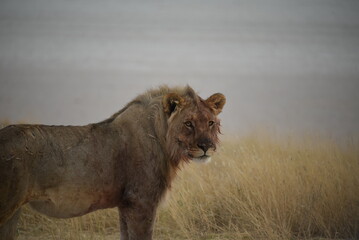 lion in the savannah