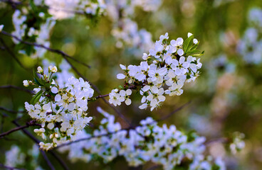  a blooming cherry branch on a tree in Ukraine