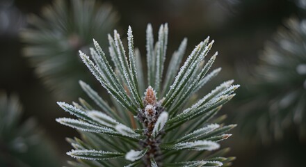 Frosty Pine Needle Texture