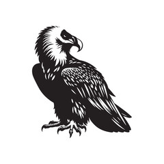 Bearded Vulture Silhouette - Black and White Bearded Vulture Illustration - Bearded Vulture Vector.