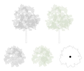 Beech trees in elevation and plan view for architectural drawing - no background