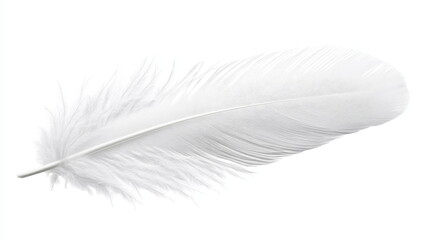 Obraz premium Delicate White Feather Close-up