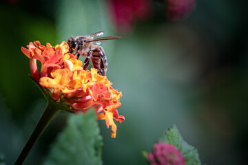 Bee on Flower