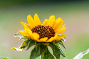 初夏の陽を浴びるヒマワリ