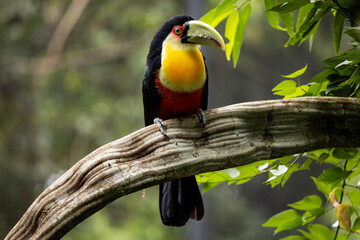 toucan on a tree