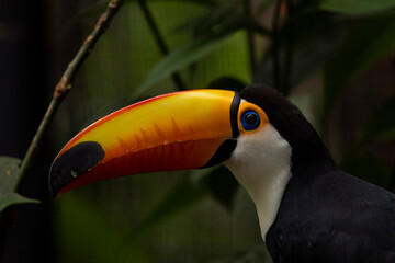 toucan on a green background