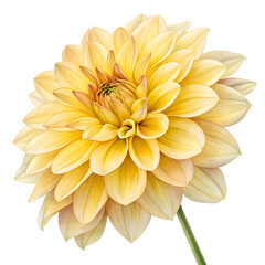 Watercolor dahlia flower, yellow flower isolated on transparent background