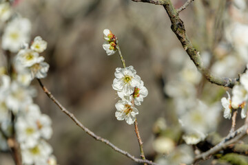 満開を迎えた白梅の花