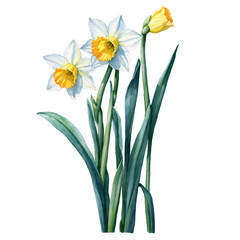 Obraz premium Gorgeous daffodil flowers with light green leaves watercolor art illustration transparent background isolated png stock