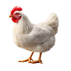 Fototapeta premium white chicken stands proudly, showcasing its vibrant red comb and wattles. Its feathers are fluffy and well groomed, reflecting healthy appearance. This bird symbolizes farm life and natural