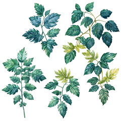 Highquality foliage designs cut outs watercolor art illustration transparent background isolated png stock