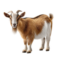 cute and friendly goat stands confidently, showcasing its unique brown and white fur. Its expressive eyes and playful stance evoke sense of joy and curiosity