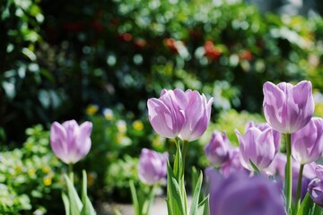 Soft focus. Purple tulips on natural background. Spring violet tulip flowers. Easter Mothers day or Valentine's day greeting card. Bunch of tulips. Birthday celebration concept. Tulip petals. Bouquet 