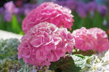 Blossoming hydrangea or hortensia flowers with gentle franrance and fragile fresh pink and violet petals