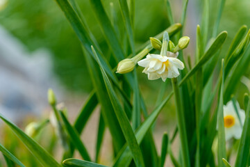 清楚に咲く八重咲きのスイセン