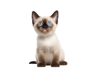 Adorable Siamese kitten with striking blue eyes, playful and curious.