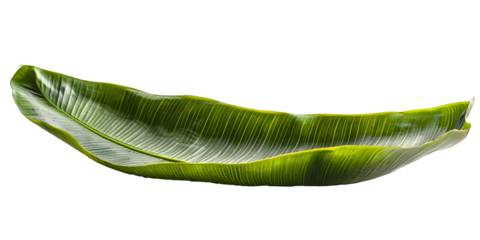 Green banana leaf. fresh whole banana leaf isolated on white background which is mostly used in south india for feast as plates and making snacks items ,isolated mainly for vishu and onam sadhya