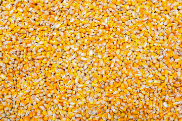  top view of raw yellow corn seeds