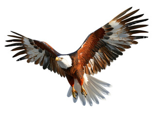 Obraz premium Majestic Bald Eagle in Flight with Outstretched Wings Against Transparent Background