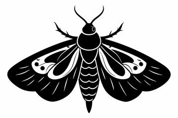 moth sihouette black vector