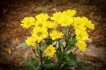 Bouquet of yellow chrysanthemums has been brought to the grave. A beautiful memorial bouquet in the cemetery. The photo has dark vignetting.
