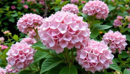 Fototapeta premium The Blooming Pink Hydrangea Blossom features large clusters of delicate pink flowers, creating a stunning display of beauty in any garden or floral arrangement