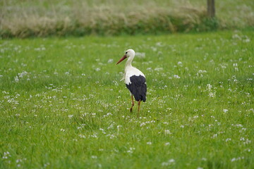White Stork (Ciconia ciconia) foraging in a meadow. Stedden near Celle, Germany.