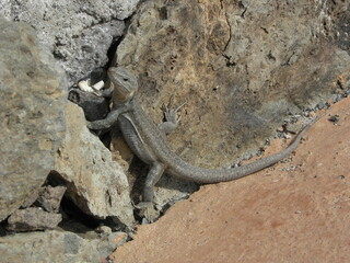 Canary Island Lizard on Rocks – Gran Canaria