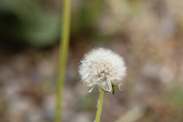 Close-up of a dandelion seed head on a blurred natural background, symbolizing fragility, nature’s beauty, and the fleeting moment of dispersing seeds in the wind.