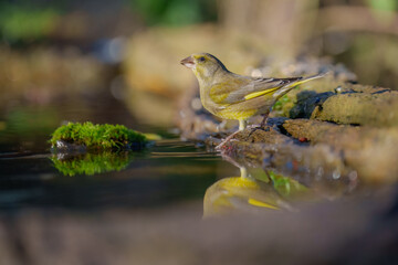 European Greenfinch, Chloris chloris, close up portrait, bathing in a watering hole. Best 4K resolution.

