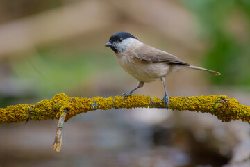 Marsh Tit, Poecile palustris, t the forest waterhole. Mirroring in the water. 