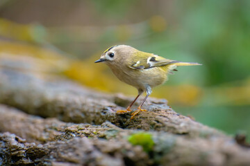 The goldcrest (Regulus regulus) in the blurred background take bath at the forest waterhole 