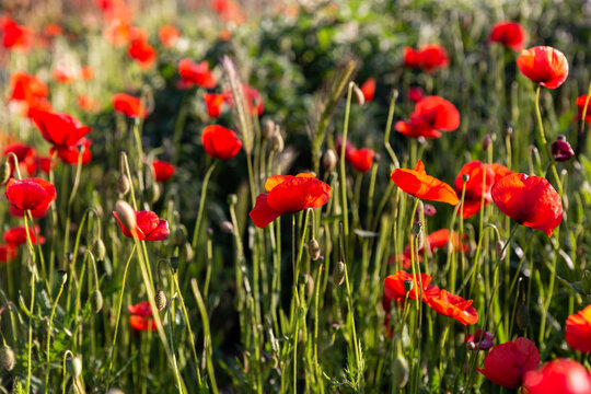 Champ de coquelicots sauvages ensoleill&eacute;s