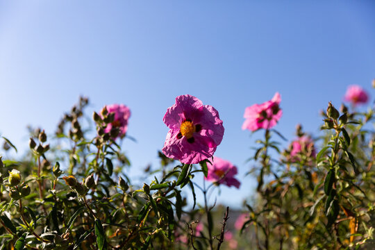 Ensemble de fleurs rose pourpre ensoleill&eacute;es sur fond de ciel bleu, arbuste de cistes