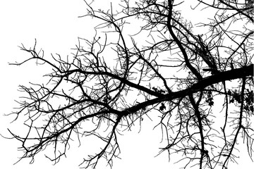 Illustration of natural oak branch on transparent background