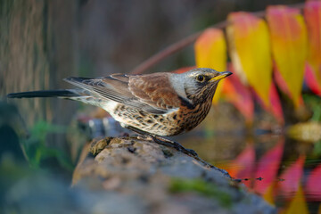 Fieldfare (Turdus pilaris), n the blurred background take bath at the forest waterhole 