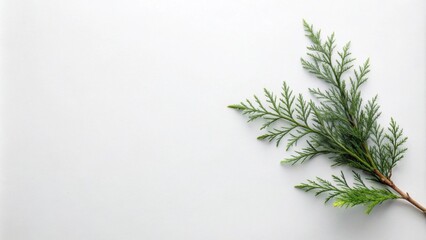 A sprig of evergreen foliage on a white background, ideal for minimalist design and nature-inspired projects.