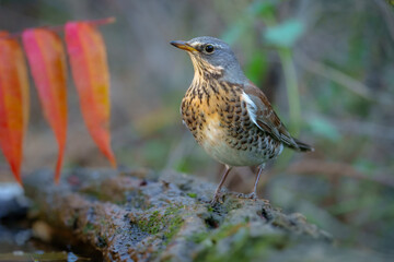 Fieldfare (Turdus pilaris), n the blurred background take bath at the forest waterhole 