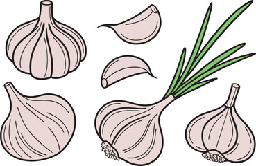Garlic and Scallion Vector Illustration 