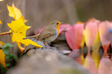 European robin (Erithacus rubecula), n the blurred background take bath at the forest waterhole.
