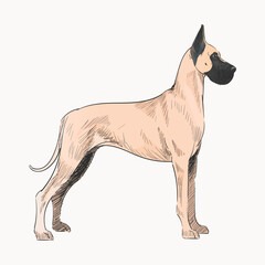 Great Dane dog animal illustration vector